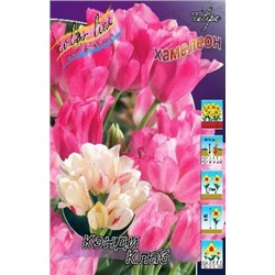 Тюльпан Кэнди Клаб 8шт (ИС)