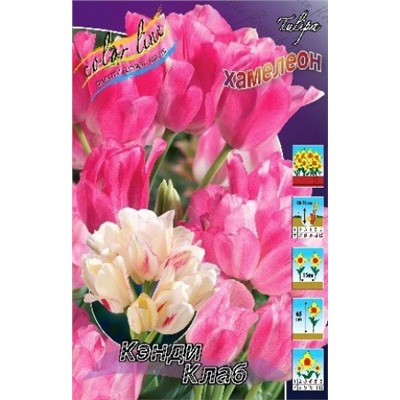 Тюльпан Кэнди Клаб 8шт (ИС)