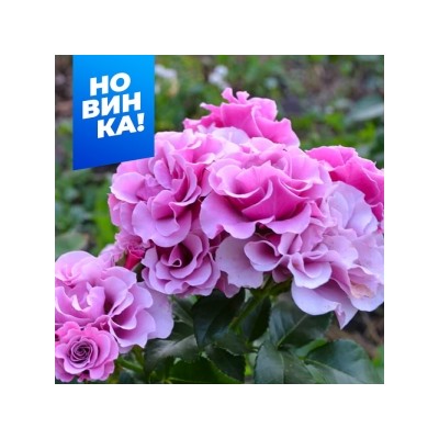 Роза Санта Барбара (Сем.Алтая)