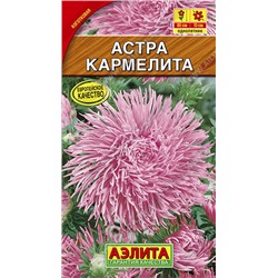 Астра Кармелита  (Код: 9701)