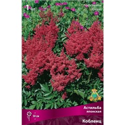 ГОРШОК Астильба Кобленц (Поиск) 1шт