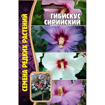 Гибискус Сирийский (Редкие)