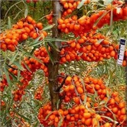 Облепиха Джемовая (Поиск)