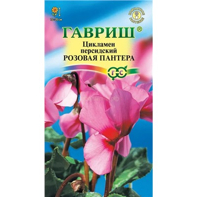 Цикламен Розовая пантера (Гавр)