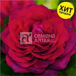 Роза Ампир (Сем.Алтая)  Шраб
