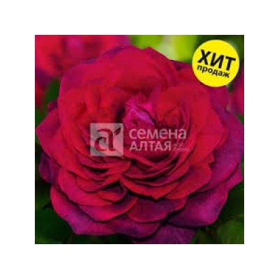 Роза Ампир (Сем.Алтая)  Шраб