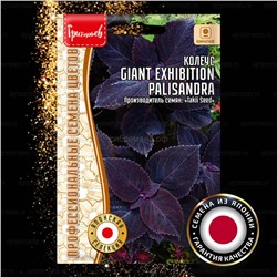 Колеус Джиант Эксибишн Палисандра - Giant Exhibition Palisandra (Редкие)
