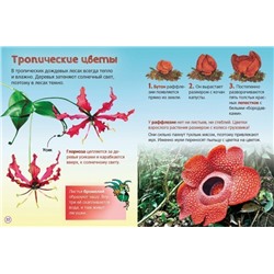 Цветы. Энциклопедия для малышей