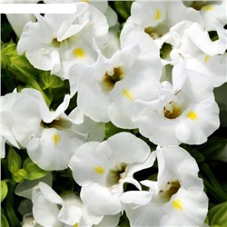 Торения Каваи Вайт - Kauai White (Редкие)