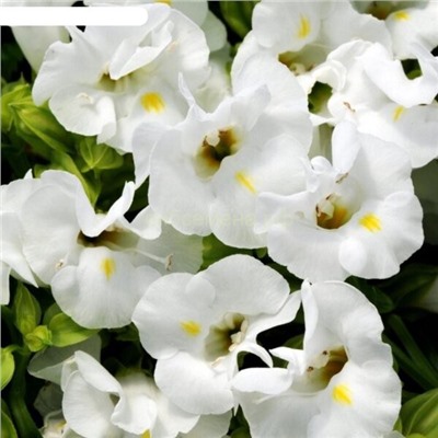 Торения Каваи Вайт - Kauai White (Редкие)