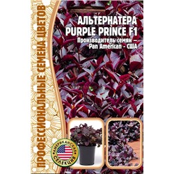 Альтернатера Парпл принц - Purple prince F1 (Редкие)