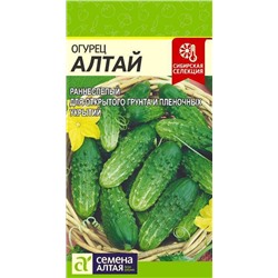 Огурец Алтай (Алтай)