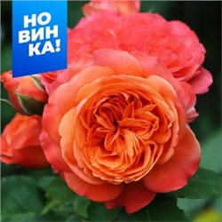 Роза Эмильон Гийо (Сем.Алтая)