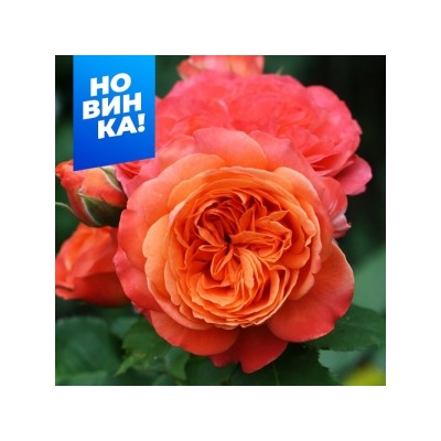 Роза Эмильон Гийо (Сем.Алтая)