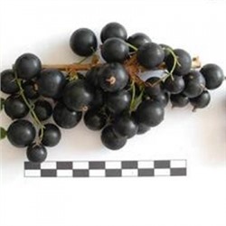 Смородина Черная Сокровище (Поиск)