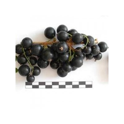 Смородина Черная Сокровище (Поиск)