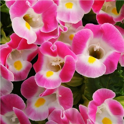 Торения Каваи Роуз - Kauai Rose (Редкие)