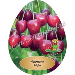 Черешня Веда (Поиск) кор