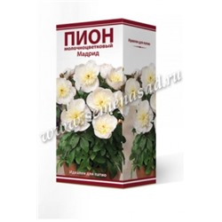 Пион Мадрид трав.1шт (Поиск)