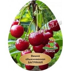 Вишня Багряная (Поиск) УКС