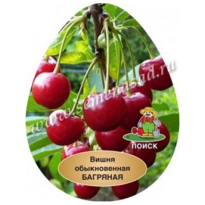Вишня Багряная (Поиск) УКС