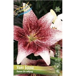 Лилии Уайт Браш 2шт (ИС) МОДУЛЬ