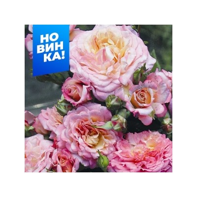 Роза Кантри Герл (Сем.Алтая)