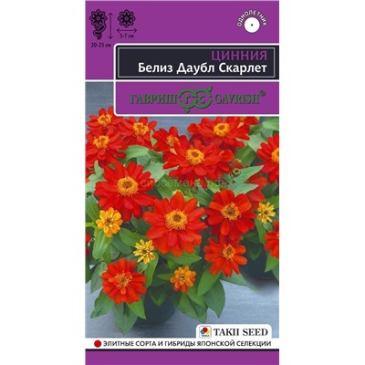 Цинния Белиз даубл скарлет (Гавр)