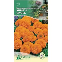 Бархатцы Антигуа Оранж прямост, 5шт (цв)