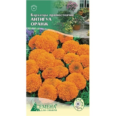 Бархатцы Антигуа Оранж прямост, 5шт (цв)