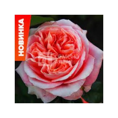 Роза Лондон ай (Сем.Алтая) ЧГ