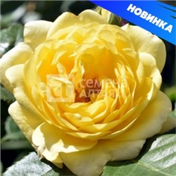 Роза Анни Дюпрей (Сем.Алтая) Шраб