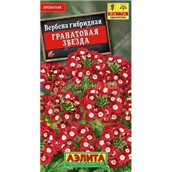 Вербена Гранатовая звезда гибридная (Аэлита)