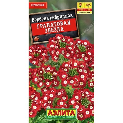 Вербена Гранатовая звезда гибридная (Аэлита)