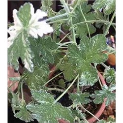 Пеларгония душистая Both’s Snowflake (запах роза) укорен.черенок