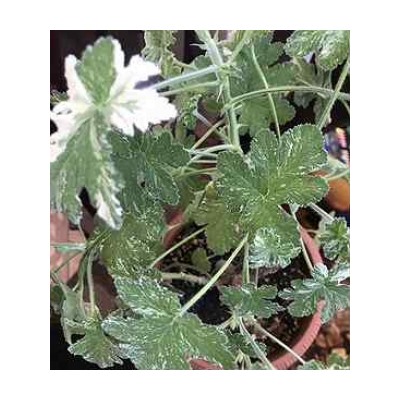 Пеларгония душистая Both’s Snowflake (запах роза) укорен.черенок