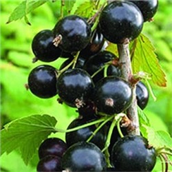 Смородина Черная Гулливер (Поиск)