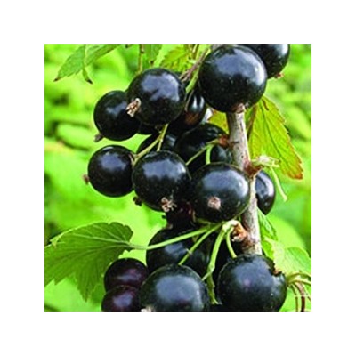 Смородина Черная Гулливер (Поиск)