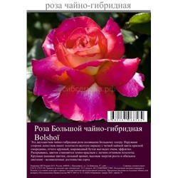 Роза Большой чайно-гибридная туба Польша