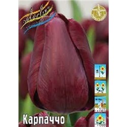 Тюльпан Карпаччо 10шт (ИС)