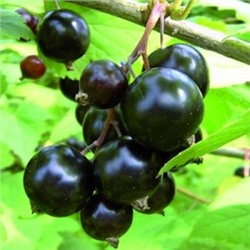 Смородина Черная Экзотика (Поиск)