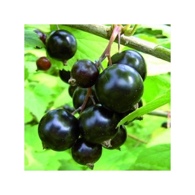 Смородина Черная Экзотика (Поиск)