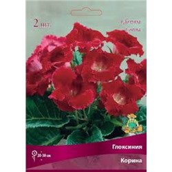 Глоксиния Корина 1шт (Поиск)