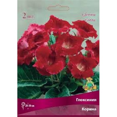 Глоксиния Корина 1шт (Поиск)