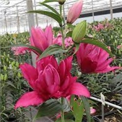Лилии Флоретта Roselily 5шт (ИС) вост.махр