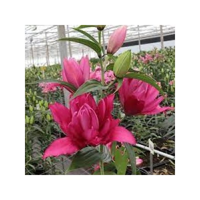 Лилии Флоретта Roselily 5шт (ИС) вост.махр