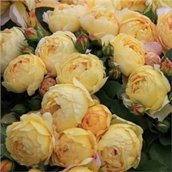 Роза Шато де Шеверни (Сем.Алтая) ФЛ