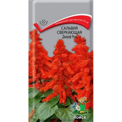 Цв.Сальвия Дварф ред (Поиск) 0,1гр