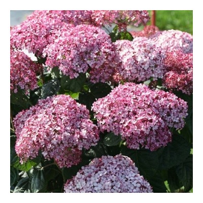 Гортензия древовидная Кандибелле Баблгам (Candybelle Bubblegum) P9 (Код: 87412)