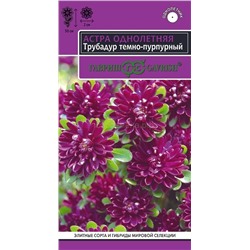 Астра Трубадур темно-пурпурный (Гавр)